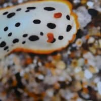 ウミウシいっぱい