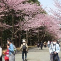 札幌にいます（3日目）円山公園のお花見