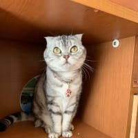 猫の日