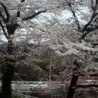 わたらせ渓谷と赤城千本桜