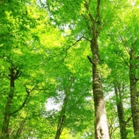 春のブナ林に心身をゆだねる