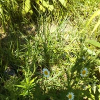 カモミールが花を付け出しました