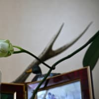 胡蝶蘭の花が咲きました