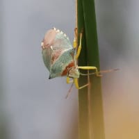 寂しい草原