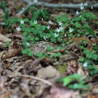 治療の合間に少しだけ花散策！（ギンランとコケイランと！）