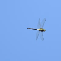 ヤンマと青空