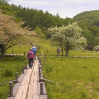 入笠山の花　”すずらん”だけではありません