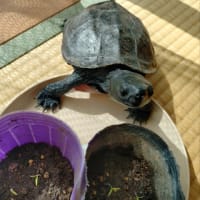 ミニトマトの芽が出ました！