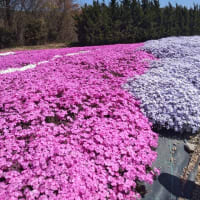 花夢の里に行ったよ・・・