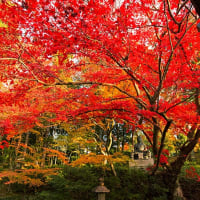 京都　栄摂院（えいしょういん）の紅葉