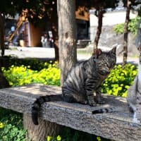 九州F島の猫たち　2025年4月　その10