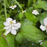 野生の花　　その5