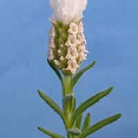 ラベンダーの開花　他とはてなブログさん探検で道に迷ったら　20250512