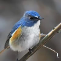 美しい青い鳥、ルリビタキ！