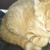 本日の猫🐱