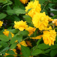 「相模が丘仲よし小道」では黄色い花「ヤマブキ」がお目見え！！