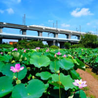 古代蓮が見頃です！前編（埼玉県上尾市原市沼 2025.7.22 撮影）