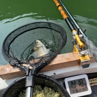 間瀬湖 へら釣り 2025 7 8 実釣84枚！長めのちょうちん両🍡っ超楽しくW7回補もちから突き刺さる引きを堪能^^ 閉演が16時だとは知らんかったw