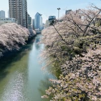 図書館と目黒川の桜