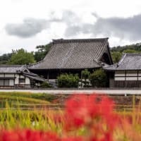 奈良 飛鳥で彼岸花撮影会に参加