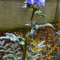 ヤマアジサイの真花咲く頃、ミヤマハナシノブは蒴果育む