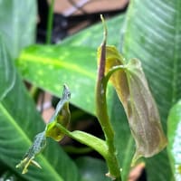 更新しなくてもドリル。