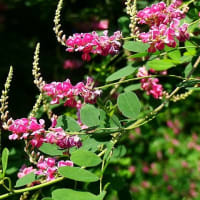 夏至～夏空に向かって咲く花