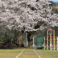 校庭の桜達