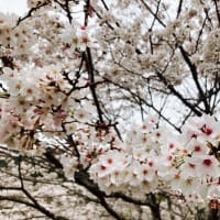 春霞の桜