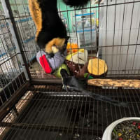 クロオオリスの赤ちゃんが生まれました