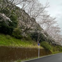 鹿児島はサクラが咲いていた