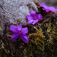 ミツバツツジが群生する下十枚山を観てUターン