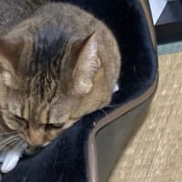 そのブラシの上で