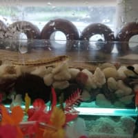 水槽を綺麗にした