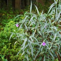 10月の花のアルバム（8/8）最終回