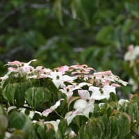 鮮やかな 色彩を見せる「ヤマボウシ」