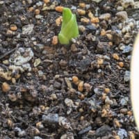 サンセベリアの成長