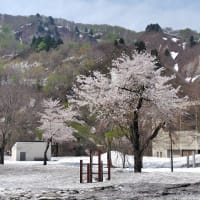 みちのくの春２０２５ (５) 飯豊町水没林＆小国町雪さくら