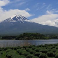 初夏の愛知・静岡の旅（４）富士五湖周遊：河口湖