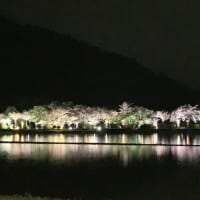 伊香具神社の夜桜