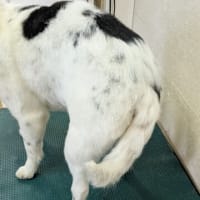 サマーカット