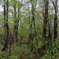 南町公園の新緑と桜と