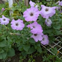 花の名前はわかりませんm(__)m