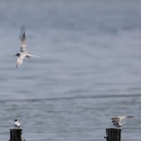 何時もの沼でコアジサシ（３日）