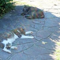 🧹🐍❻　    鬼百合の目鼻立ちが見え・・・　７月５日のカウントダウン　　不誠実な参院選日程　　サバイバル技術の究極は宇宙船生活　　死に筋の唯物論科学　　イスラエルの傲慢は自滅への道