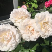 花のパワー♡