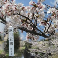 近場の花