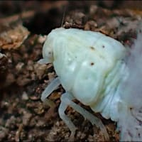 オオシラホシハゴロモの幼虫（？）