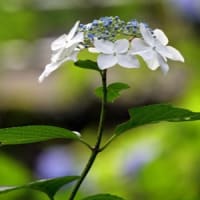 21世紀の森の紫陽花②