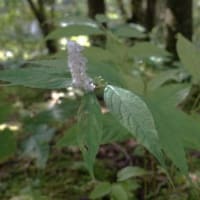 軽井沢の庭に咲く９月初め前後の草花(その後に咲いた花を加えて)